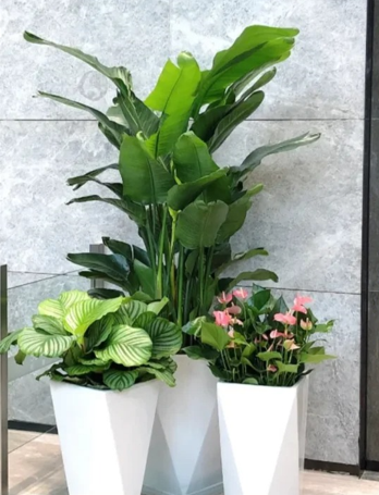 海曙绿植租赁市场有什么用？真实用途大揭秘
